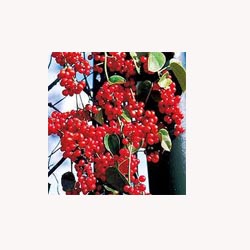 Schisandra Berry
