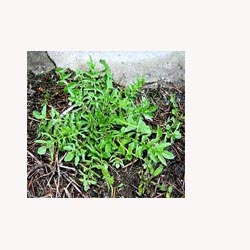 Shepherd&#39;s Purse