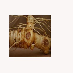 Solomon&#39;s Seal Root