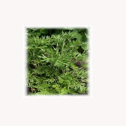 Wormwood