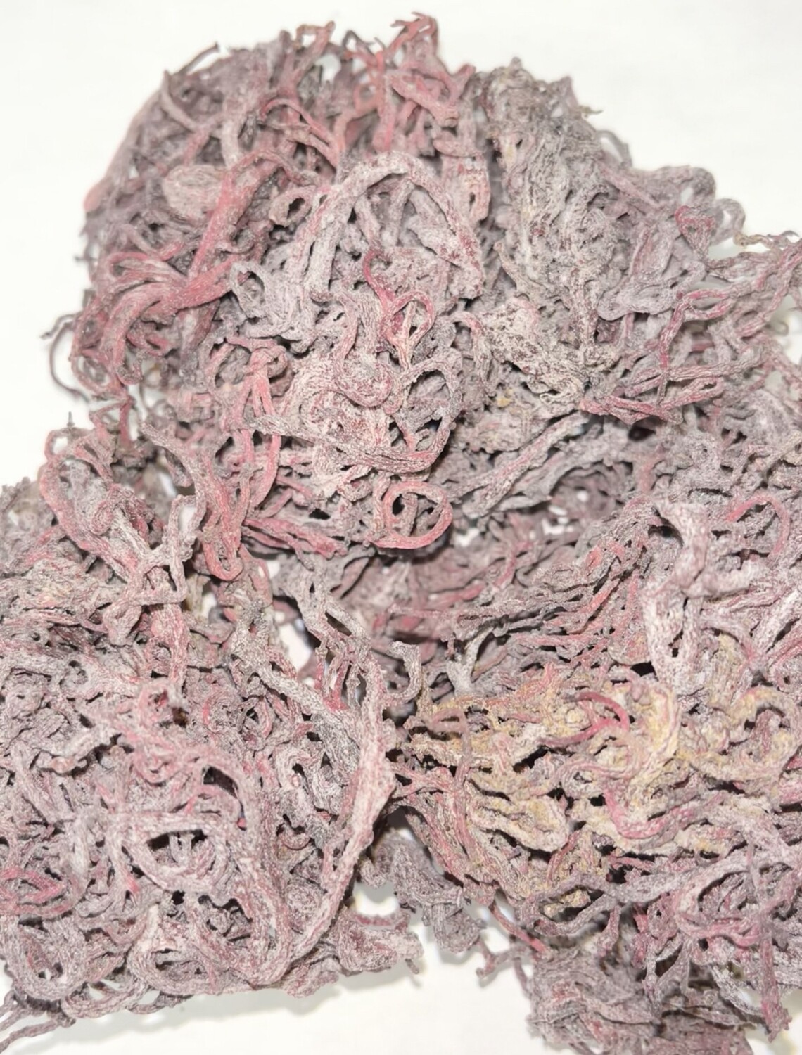 Sea Moss Purple