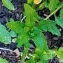6 Herbs for Digestive Rebuild - FULL PACKAGE