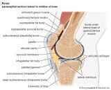 Knee Mix