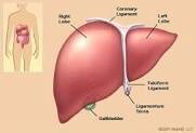 Liver Support
