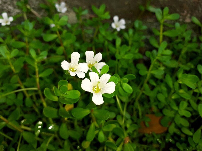 Bacopa - 50 Capsules