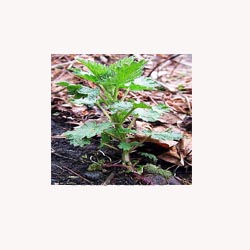 Stinging Nettle