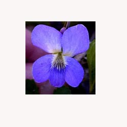 Blue Violet