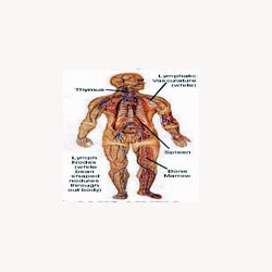 Lymphatic Mix