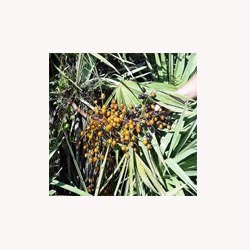 Saw Palmetto Berries