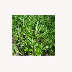 Mugwort