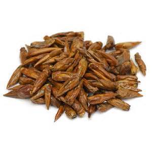 Balm of Gilead - loose tea