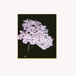 Yarrow