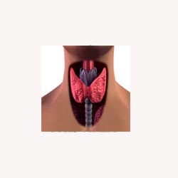 Thyroid Support