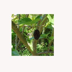 Mulberry