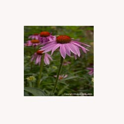 Echinacea Angustifolia