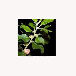 Suma (Powder)