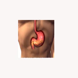 Stomach Mix