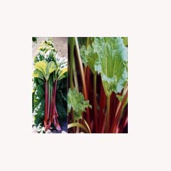 Turkey Rhubarb