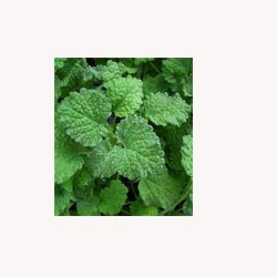 Horehound