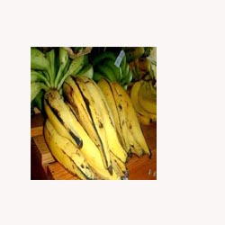 Plantain