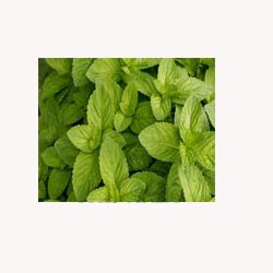 Spearmint - Loose Tea