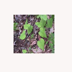 Wild Yam Root