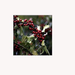 Mistletoe - 50 Capsules