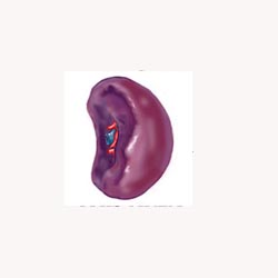 Spleen Mix