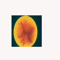 Vein Mix