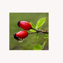 Rosehips