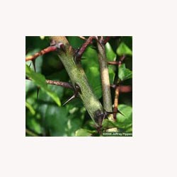Prickly Ash