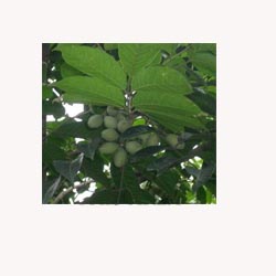 Olive Leaf