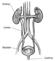 Special Kidney Support (Dialysis Patients Only)