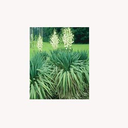 Yucca
