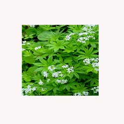 Woodruff