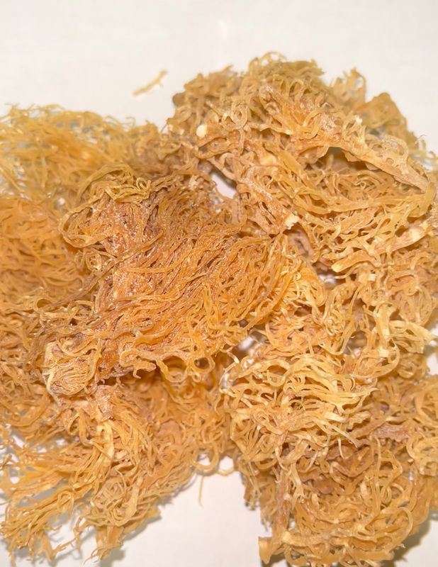 Sea Moss or Irish Moss