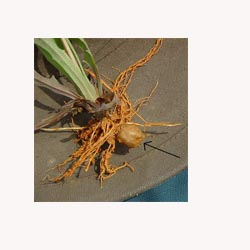Dandelion Root