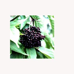Elder Berries - Loose Tea