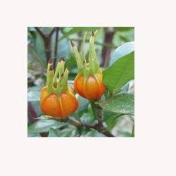 Gardenia Fruit - 50 Capsules