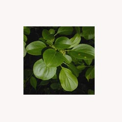 Buckthorn Leaf - loose tea