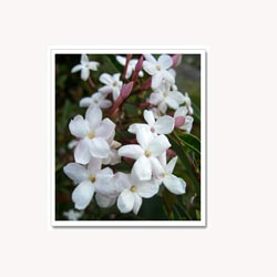 Jasmine Flowers - 50 Capsules