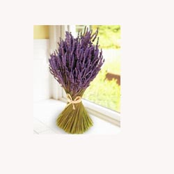 Lavender - 50 Capsules