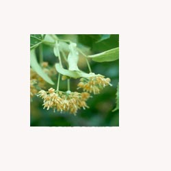 Linden Flowers - 50 Capsules