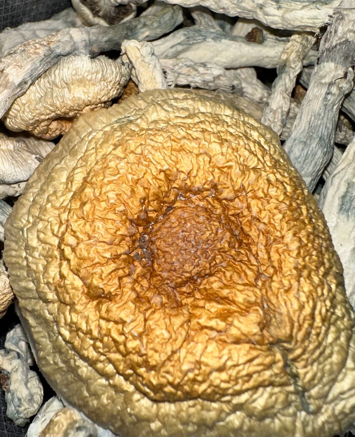 CAMBODIAN X GOLDMEMBER