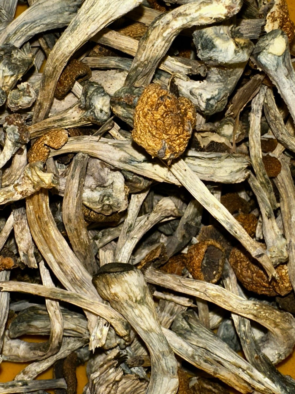 KOH SANUSI SUPER STRAIN. * on sale * 