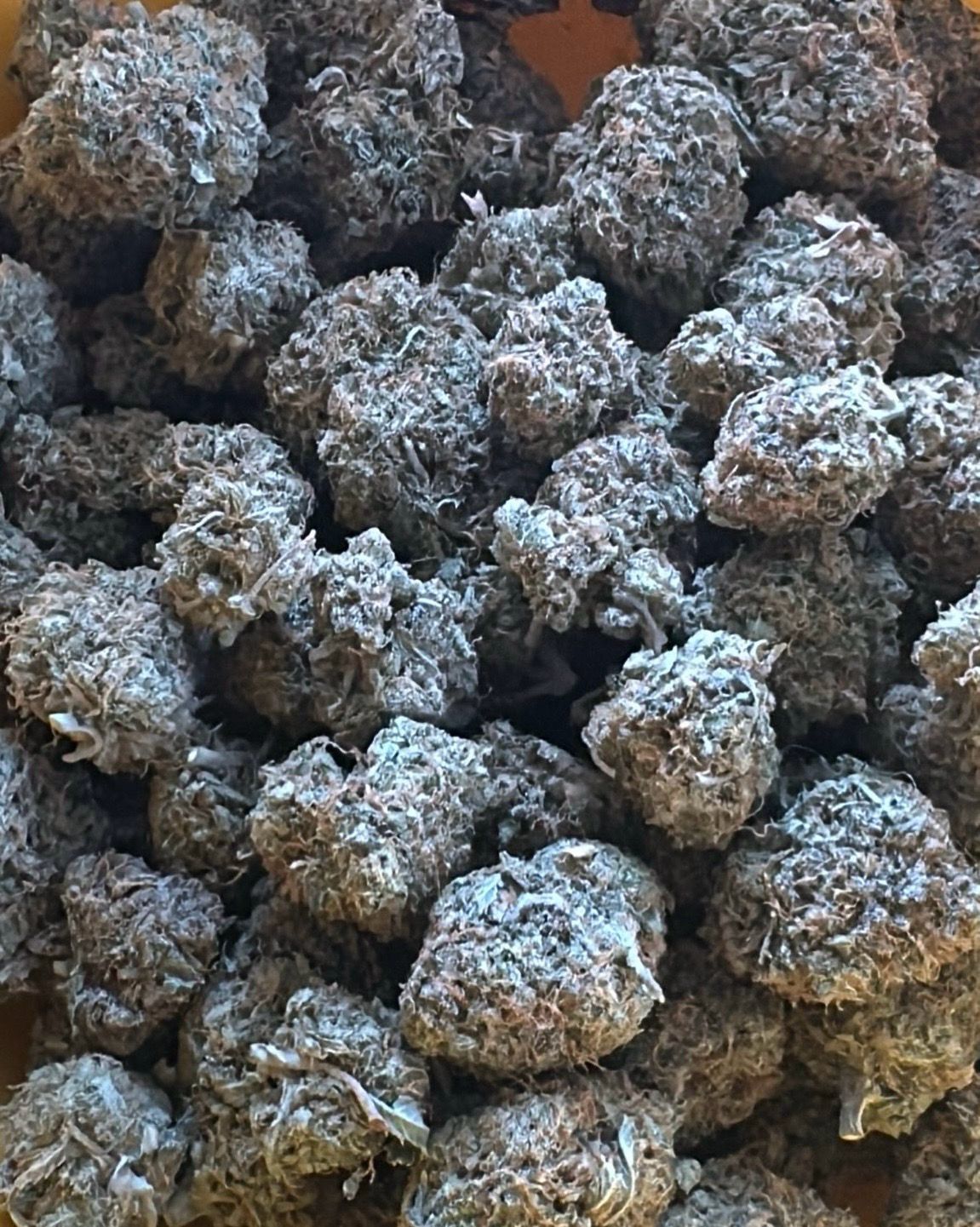 * ON SALE * LONDON TRUFFLE 70% Indica / 30% Sativa