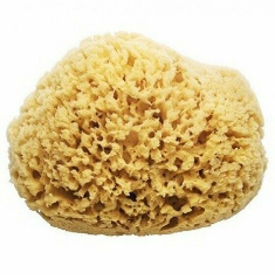 Natural Ocean Sponge