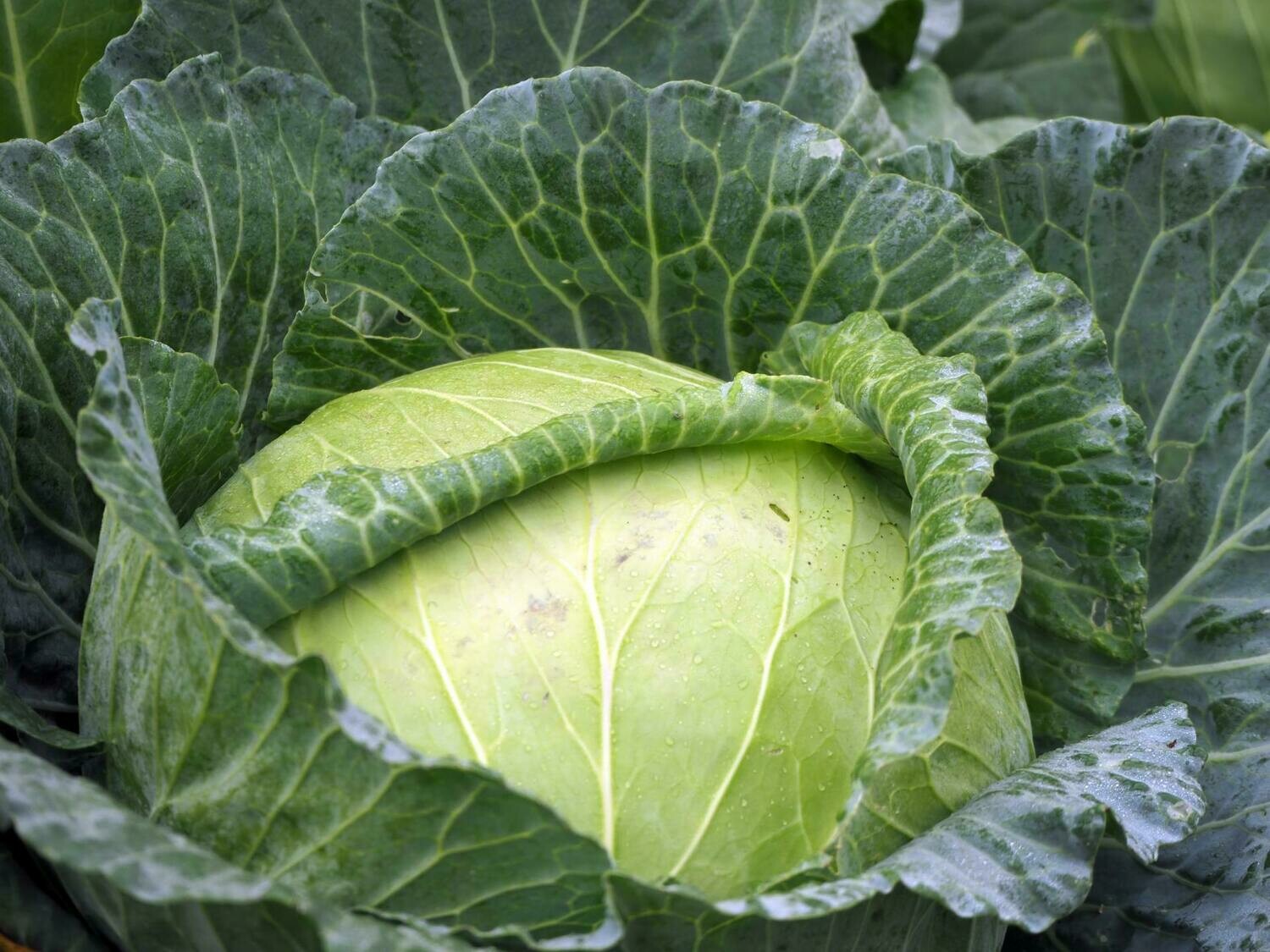 Cabbage, Stonehead