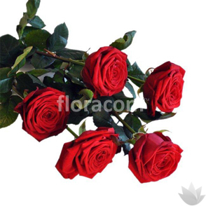 MAZZO CON 5 ROSE ROSSE