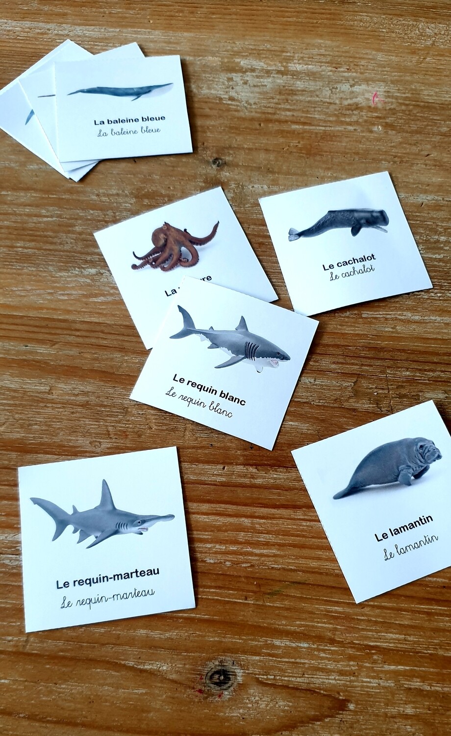 GRATUIT - Cartes de nomenclature marin